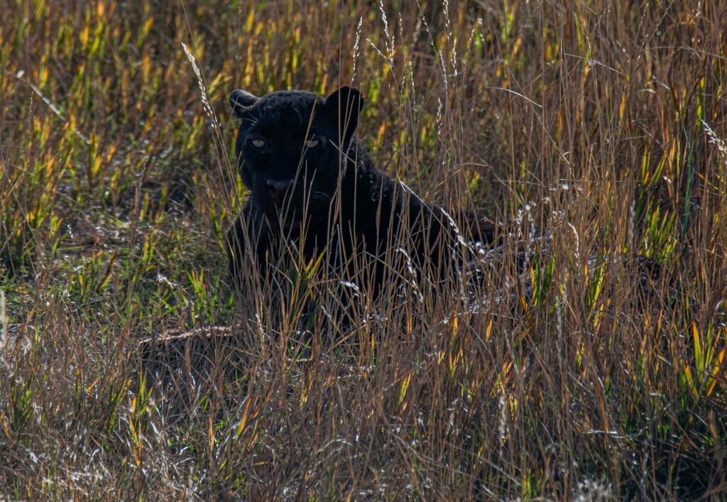 Black Panther Reported in Dupnitsa
