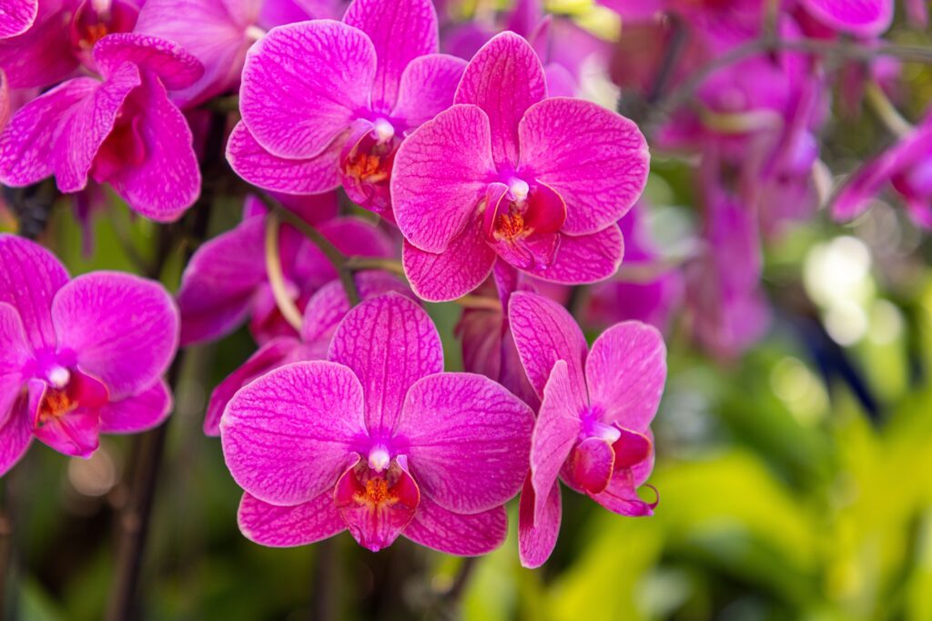 Plantwatch: The Extraordinary Orchid That Lives and Flowers Underground