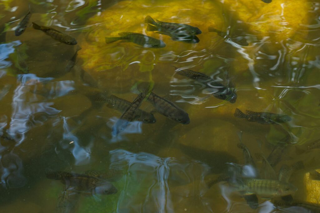 Fisheries ministers finalize EU 2026 quota plan