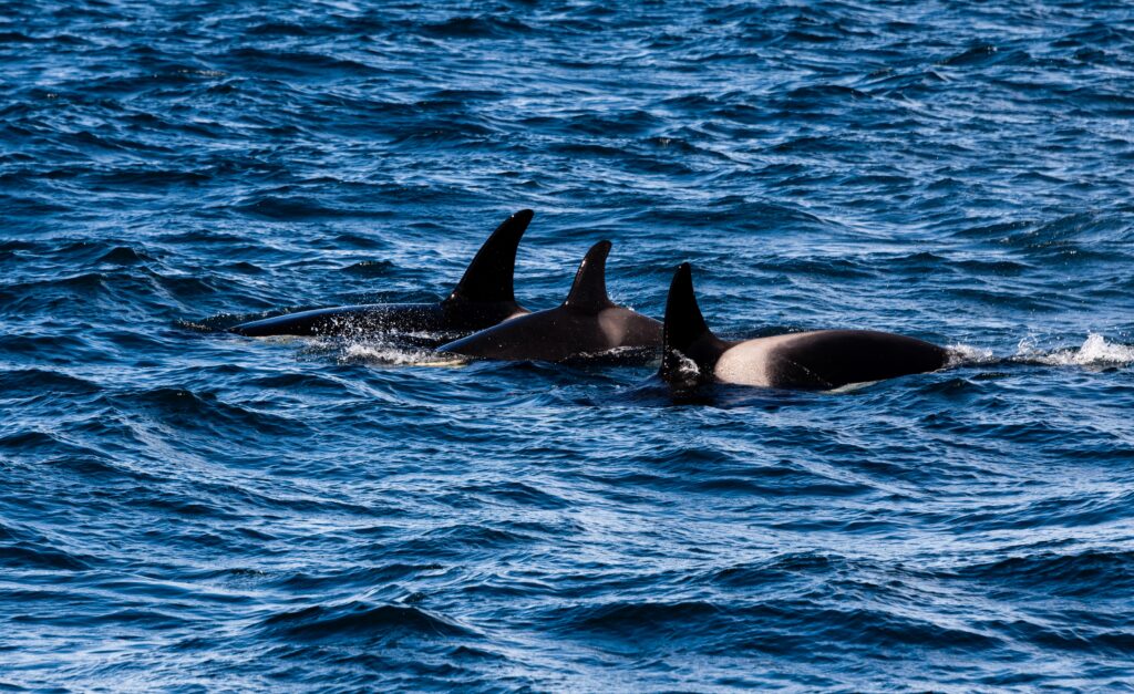 Orcas Team Up With Dolphins to Hunt Salmon, Scientists Discover