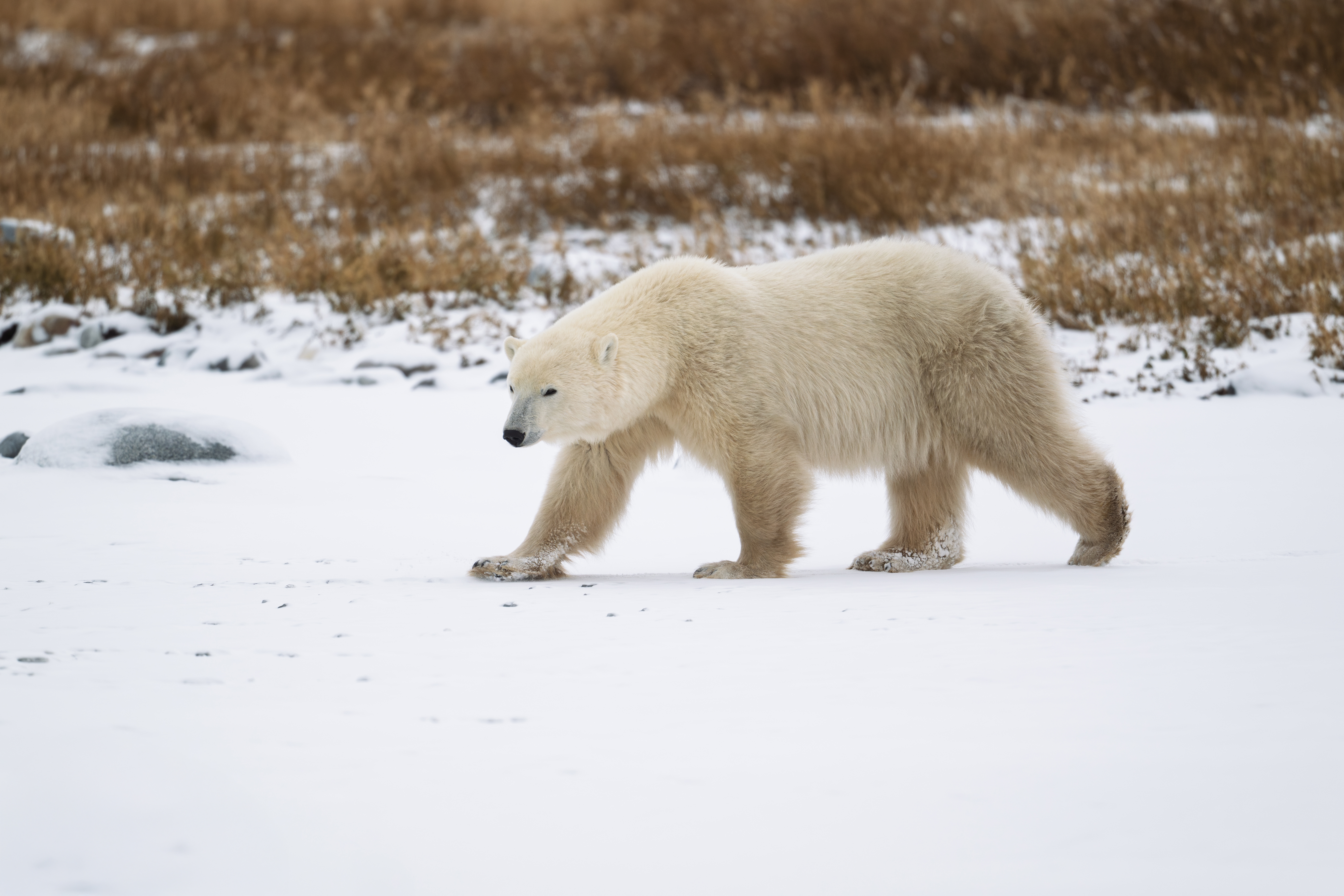 Polar Bear DNA Shifts May Help Species Adapt to Warming Arctic