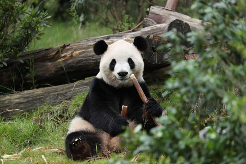 China Panda Diplomacy Mission Continues China Panda Diplomacy Mission Continues